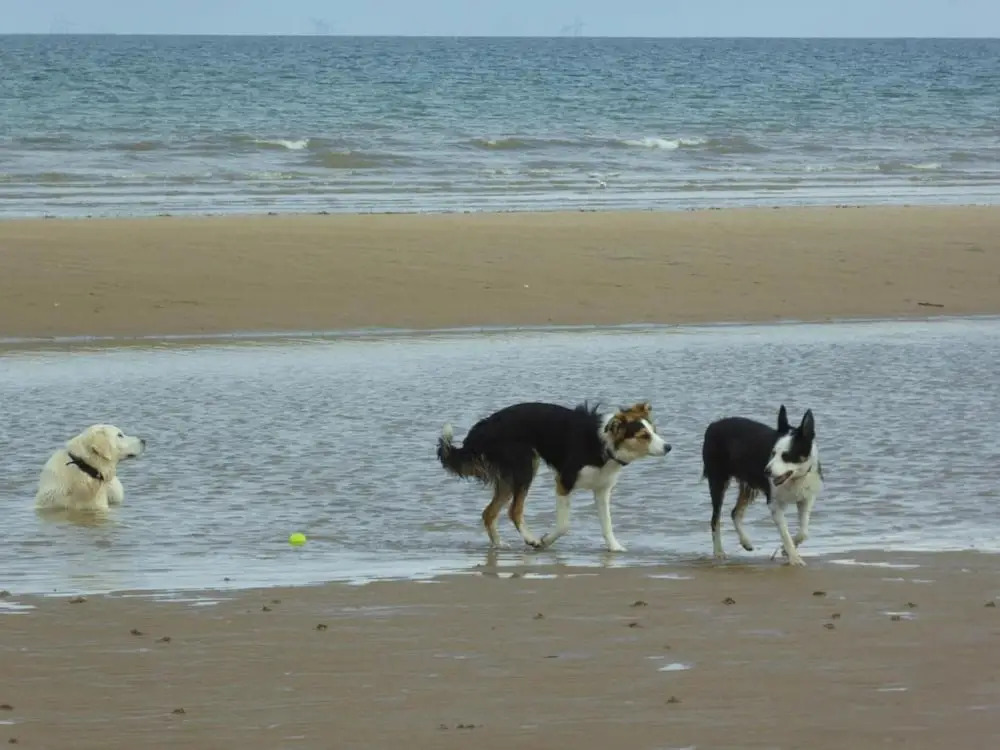 Dog Friendly Bed & Bowl Beach Chalet