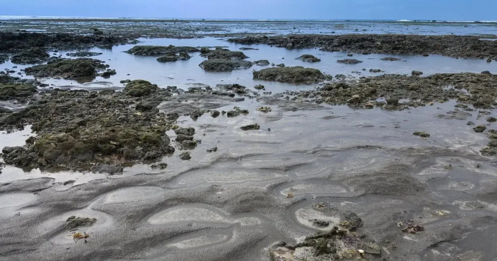 The Reef 077