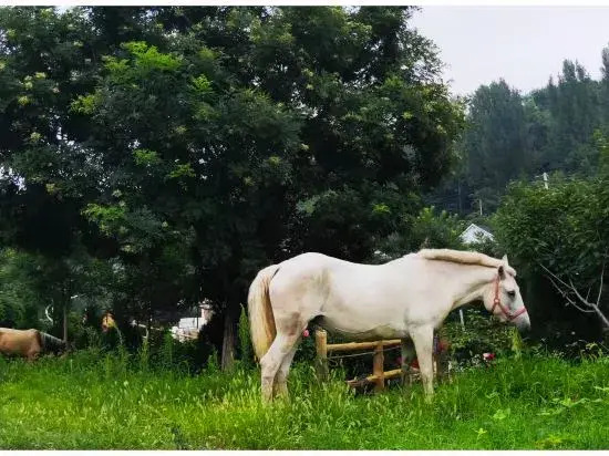 Zibo Shangshe Holiday Homestay