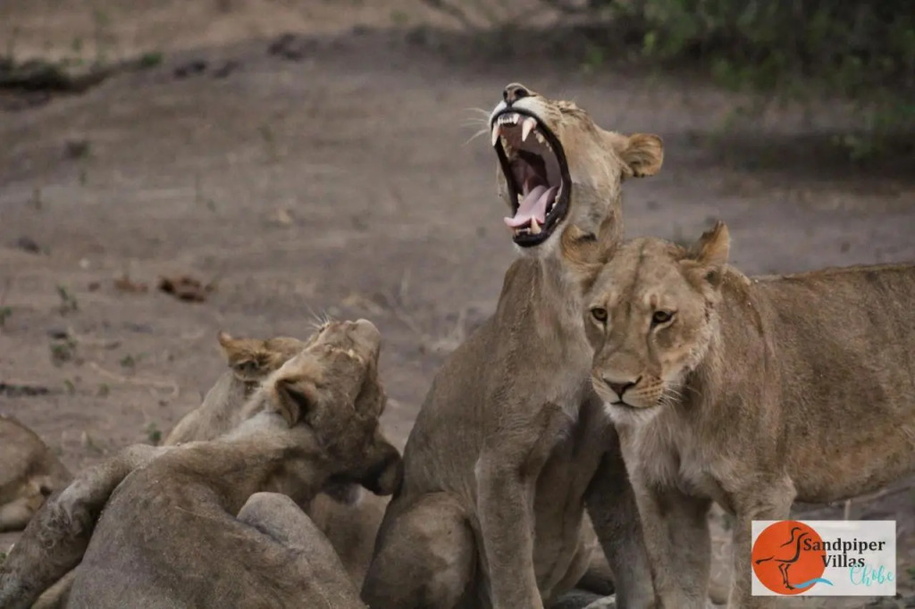 Sandpiper Villas Chobe