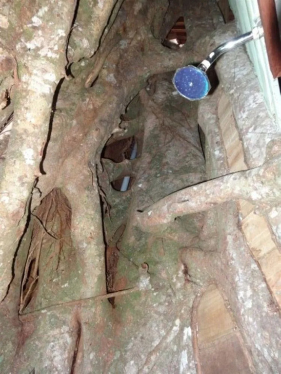 Lupe Sina Treesort