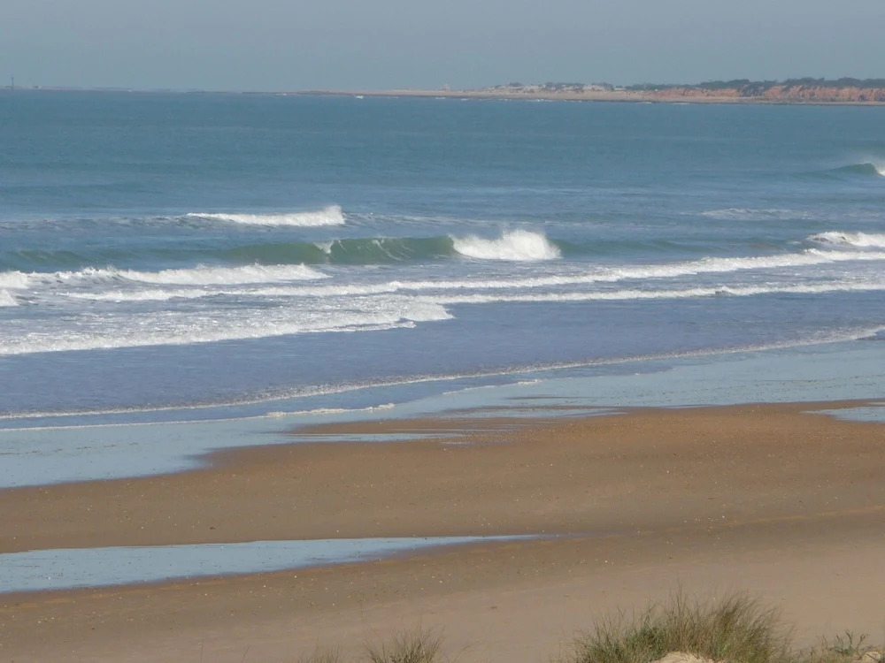 Violetas de Mar