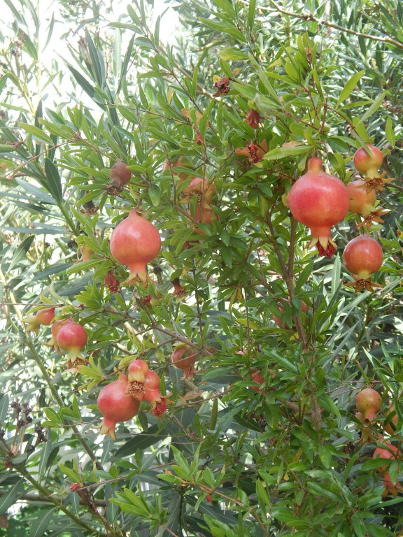 Anaxos Garden