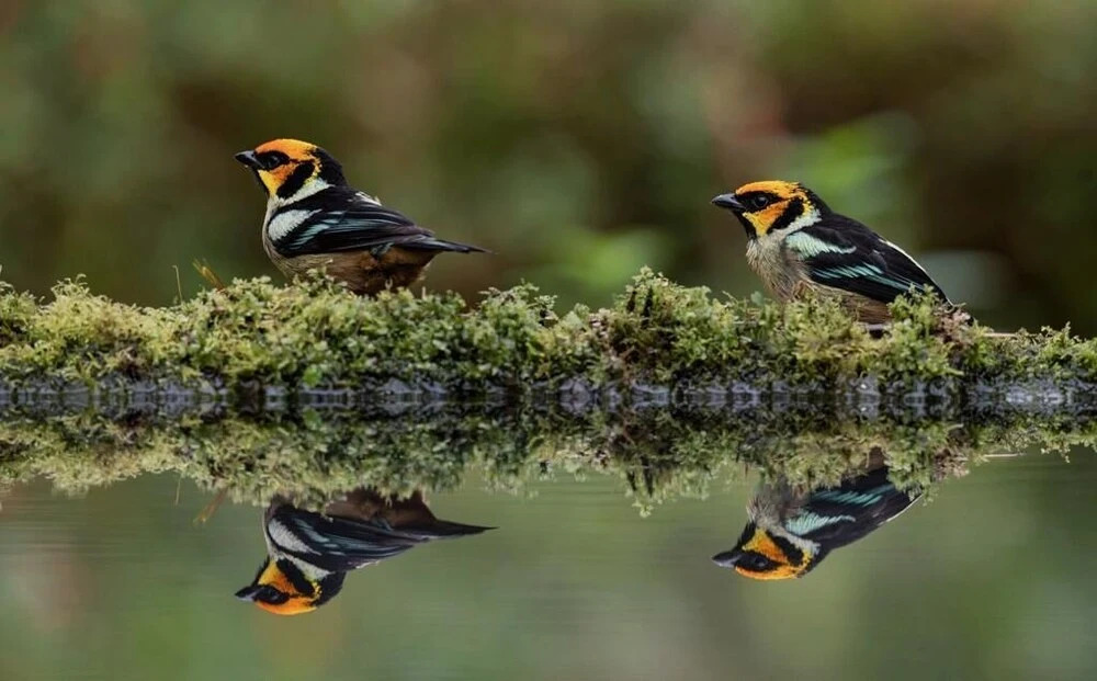 Birdwatcher's House