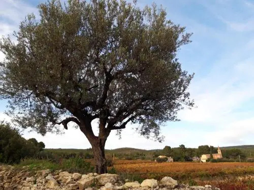 Gîte " Au Milieu des Vignes "
