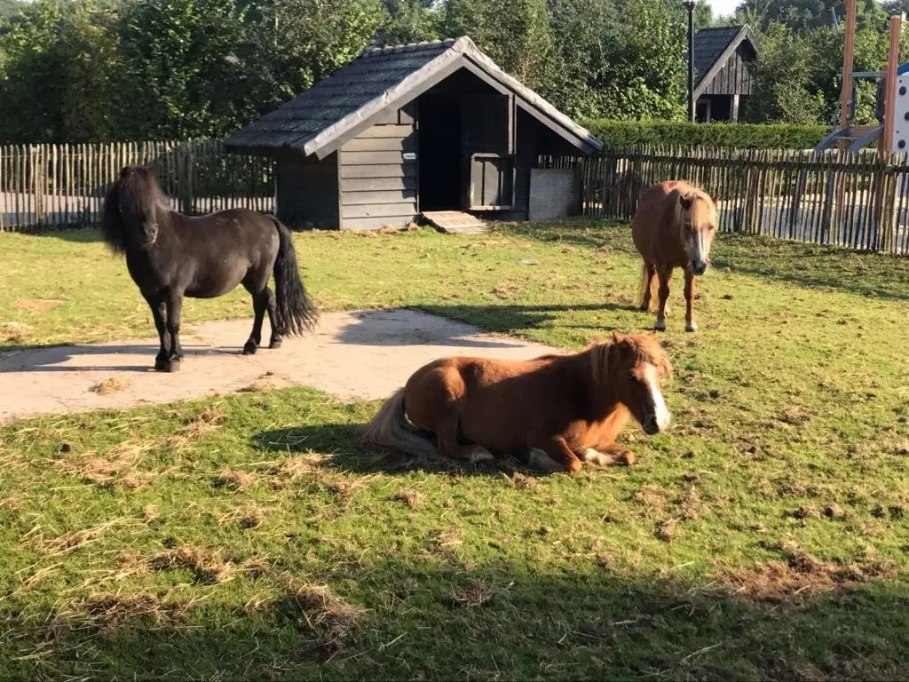 Groepsboerderij 20 pers