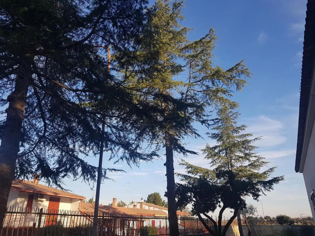 B&B La pineta