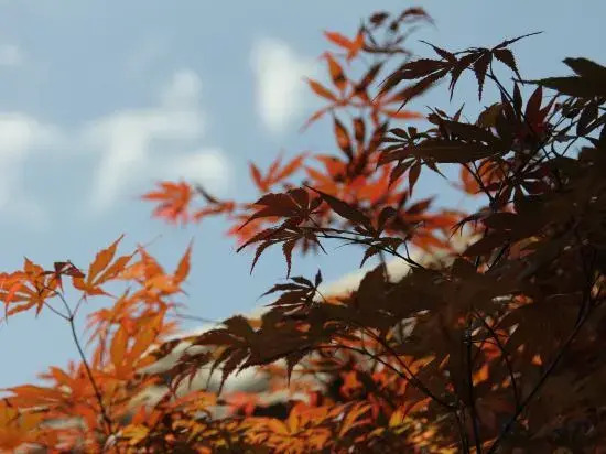 Lijiang Yunqi Holiday Guesthouse
