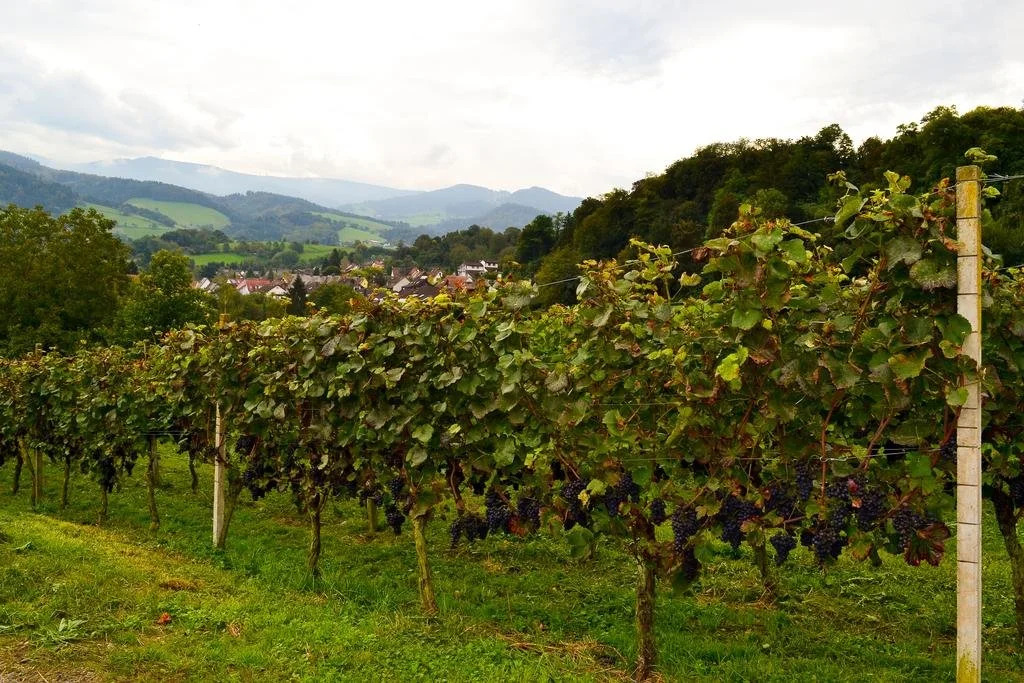 Kuner Weitzel Landgasthof Frohe Einkehr GBR