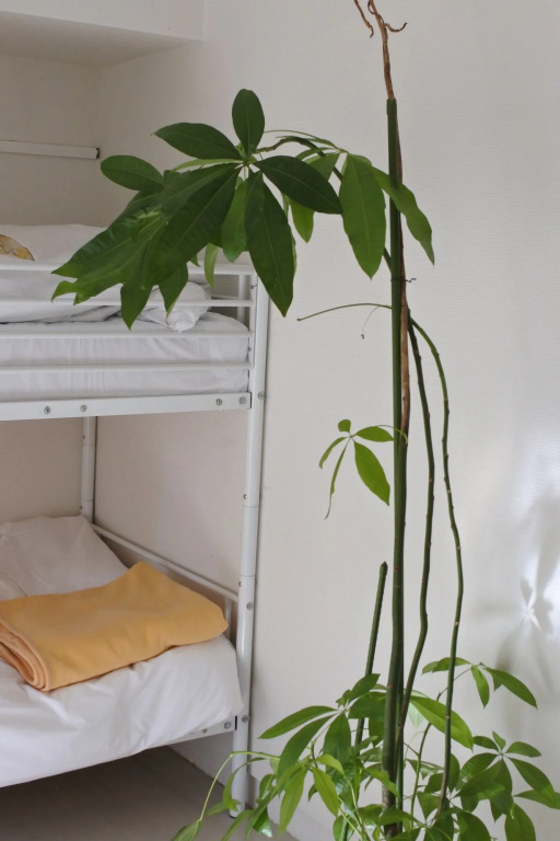 Guest House M104 Kagoshima