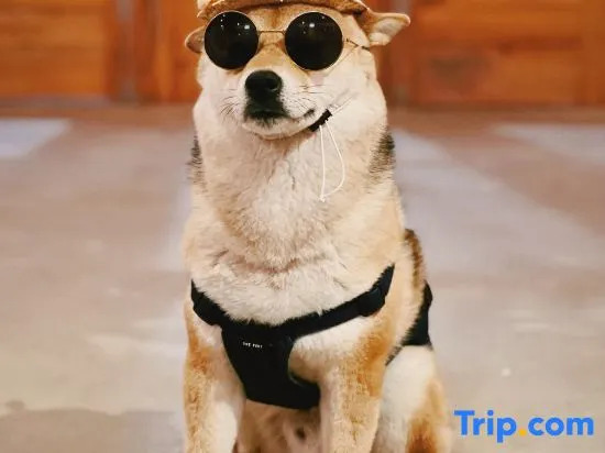 Floral Hotel·Moganshan Natural House Pet Hotel