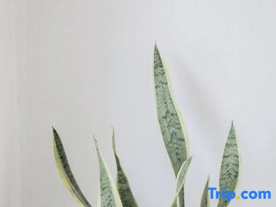 Yiqingshe Tiyun Boutique Inn