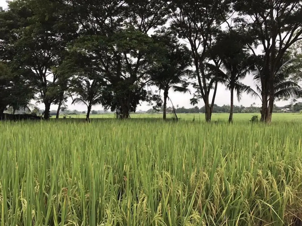 Suwannatara Resort