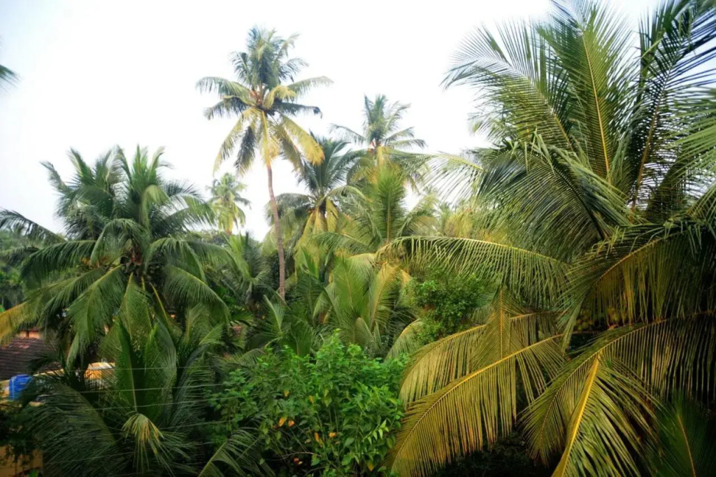 Sai Sneh Holidays Cottage