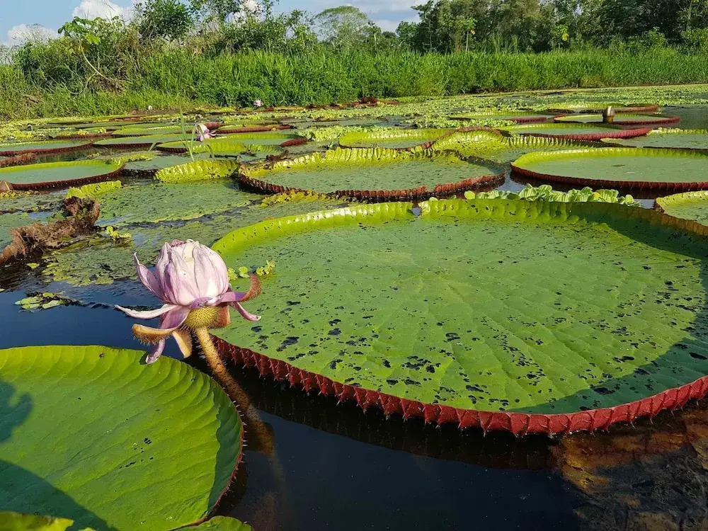 Amazon Lodge Adventures