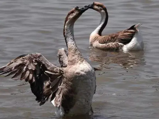 Mingzhu Lake Swan Garden Resort