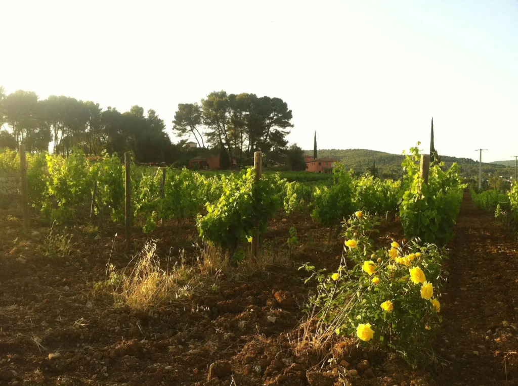 Domaine Rabiega - Vineyard and Boutique hotel