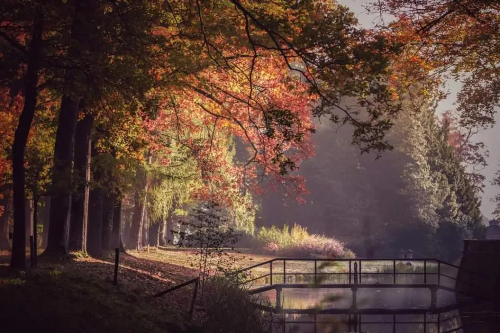 Veluwe Park Reewold Chalet Vision