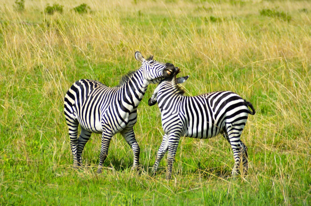 Malaika Mara River Migration Camp