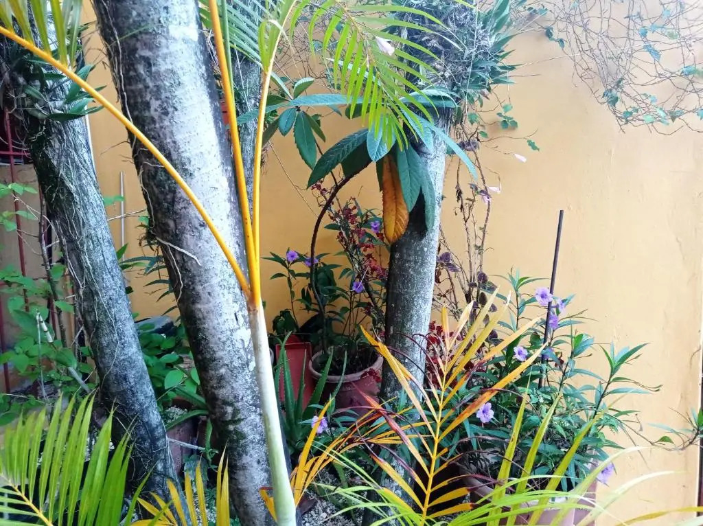 Hotel Casa Coco