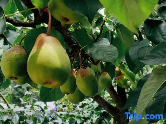 Yehou Qi Homestay (Yaan Mengding Mountain Town Branch)
