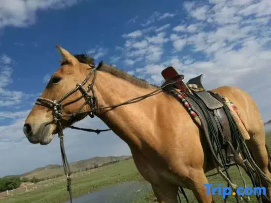 Zhangbei Tianyuan Farm Stay
