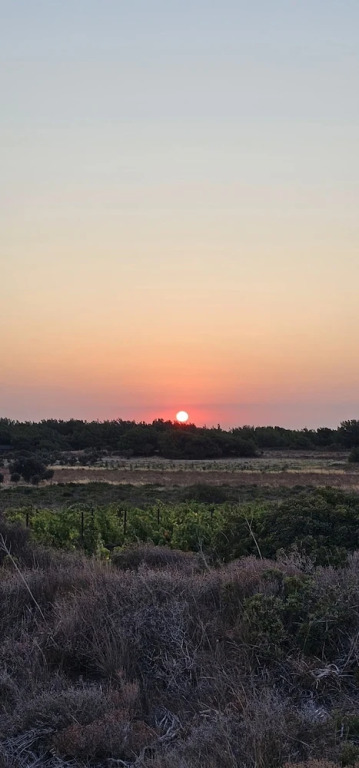 Karina Vineyard House