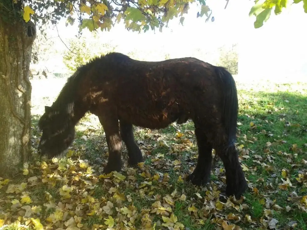 Agriturismo La Giassara