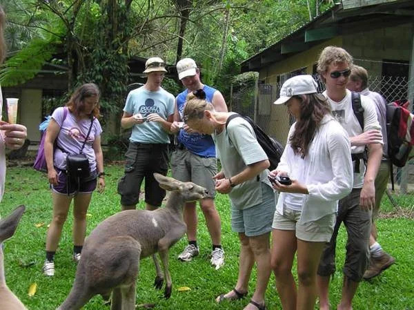 Daintree Siesta