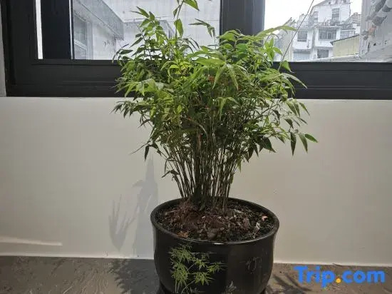 Huangshan Yaopan Shan Shu Homestay