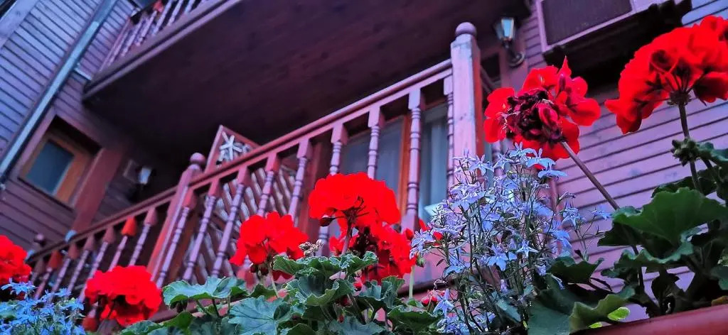 Hotel Albatros Old Town