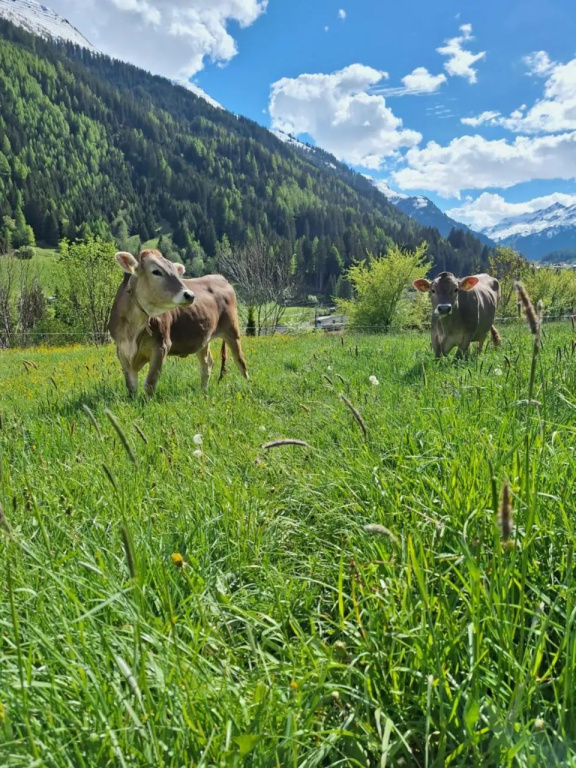 Gsörhof