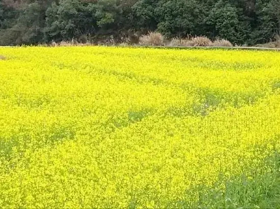 Wuyuan waiting for your homestay