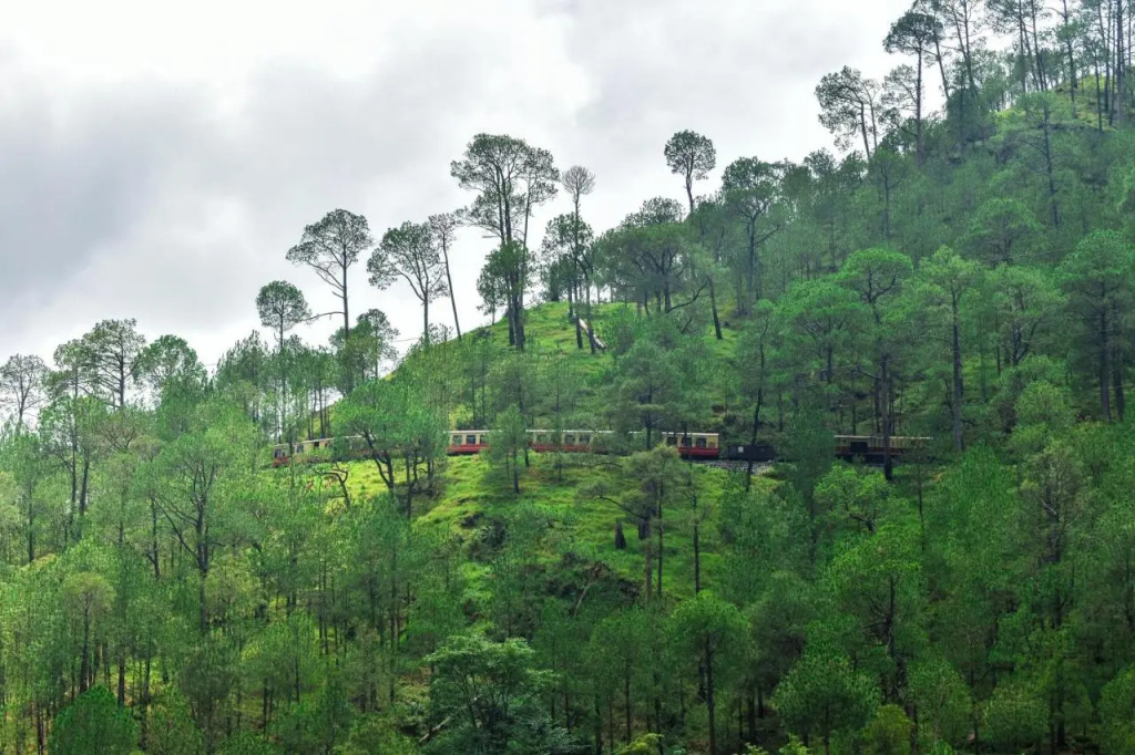 Jungle Lodge Resort & Spa