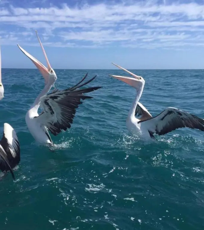 Seas The Day