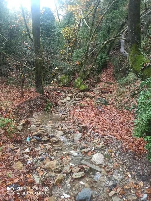 ForestRock Studio FOR SALE TOO