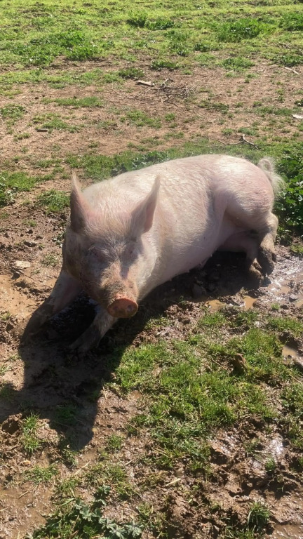 Azienda Agricola I Casali del Troscio