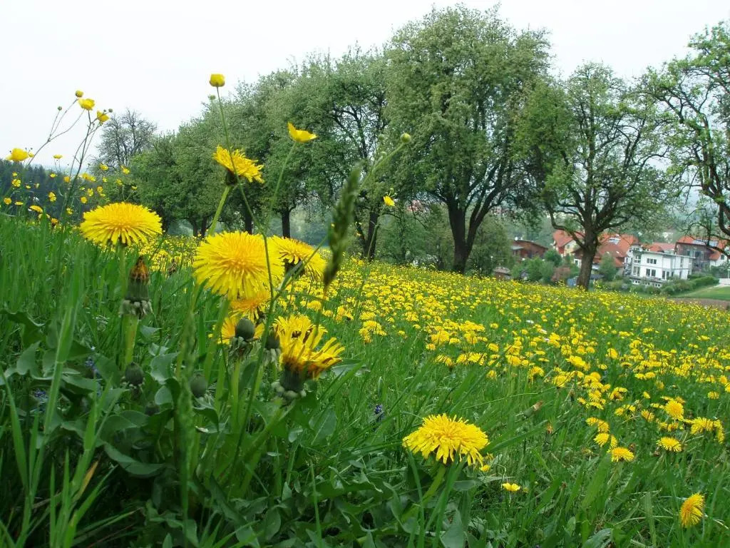 Gasthof Zur Linde