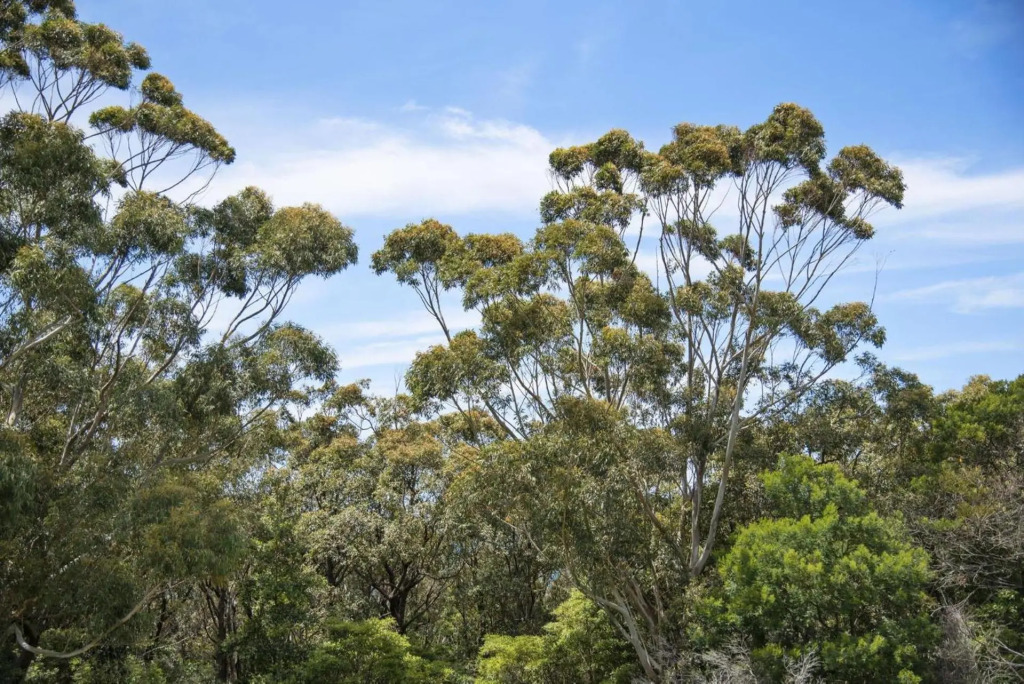 The Lookout - Belle Escapes Jervis Bay