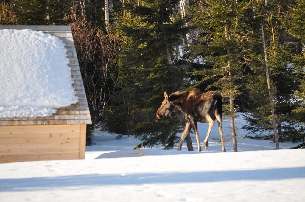 The Zzzz Moose Camping Cabins