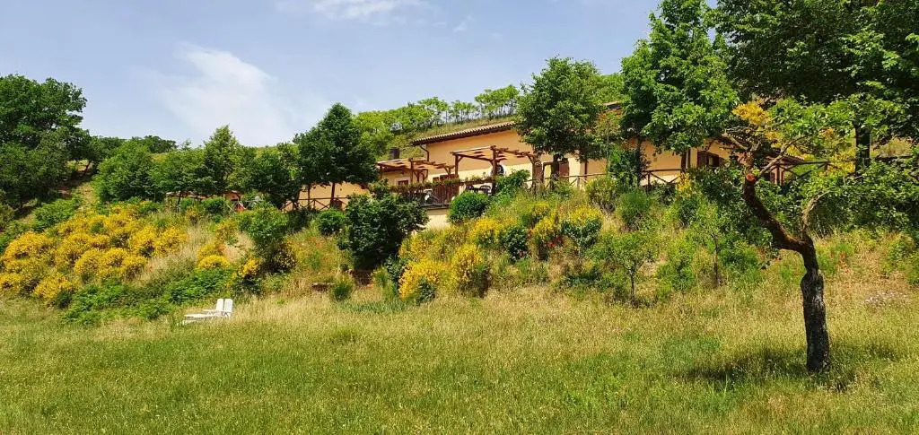 Il Vigneto