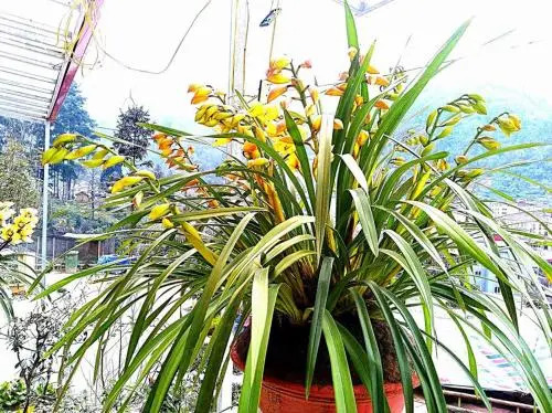 Sapa Hamrong View Hotel