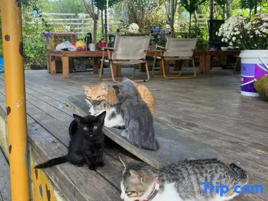 GAR'S Cat Nest Homestay