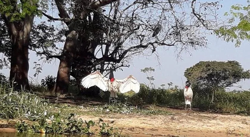 Hostel Safari