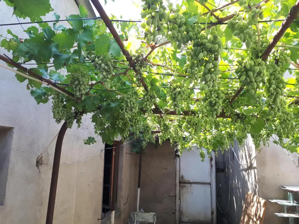 Diaoxi Guest House
