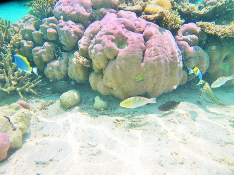 Central View - Maldives