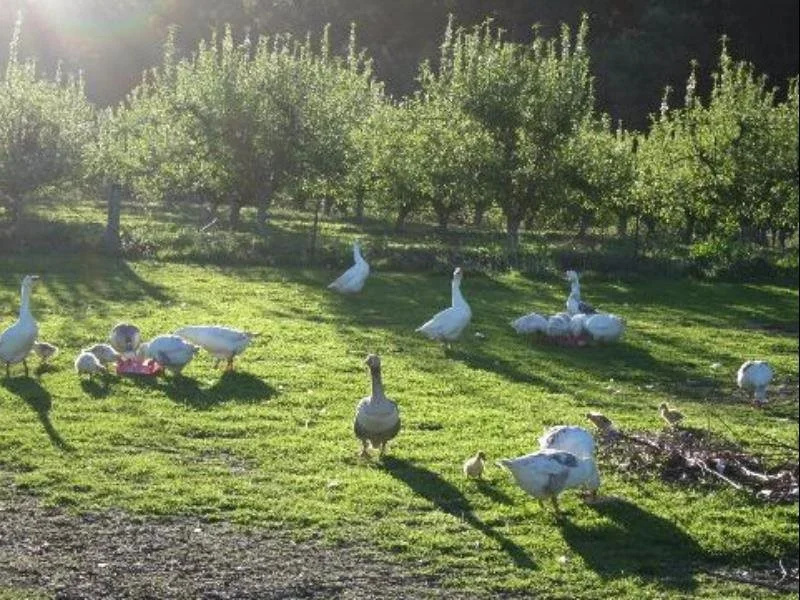 Rosefield Bed and Breakfast