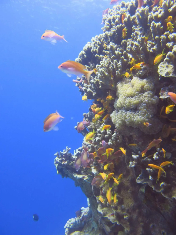 Red Sea Dive Center