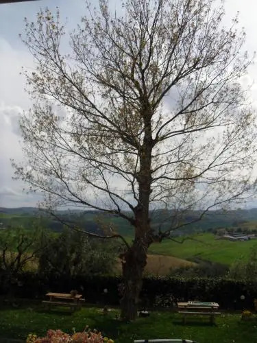 Il Vecchio Pioppo