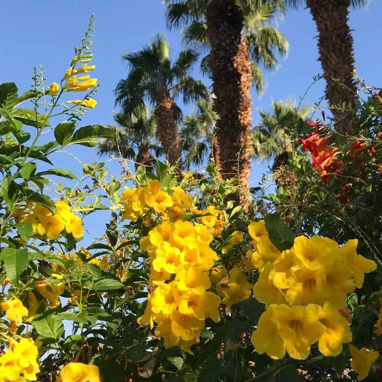 Zen Pool Villa - Pool - Jaccuzzi - Ironwood - Palm Desert